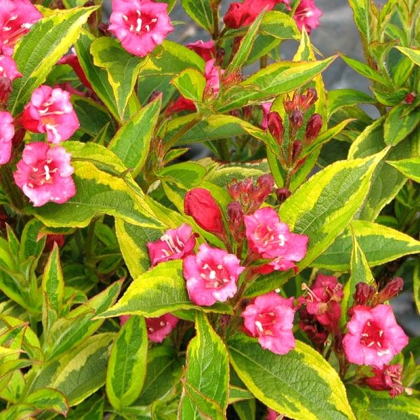 Weigela x 'French Lace'