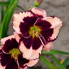 Hemerocallis 'Jane Trimmer'