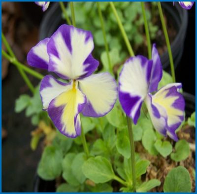 Viola cornuta 'Rebecca'