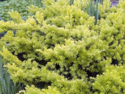 Japanese Yew 'Aurescens'