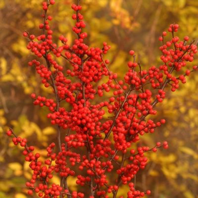 Little Goblin® Red Winterberry