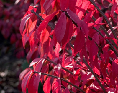 Fusain ailé (sur tige)