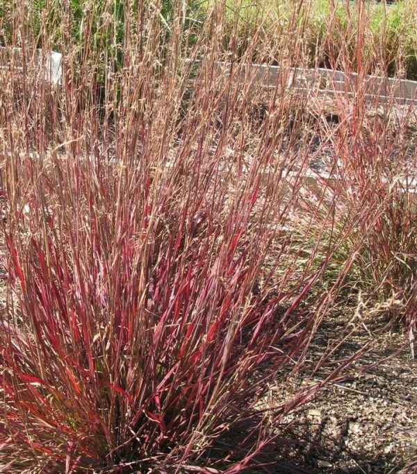 Smoke Signal Little Bluestem