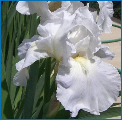 Iris germanica 'Immortality'