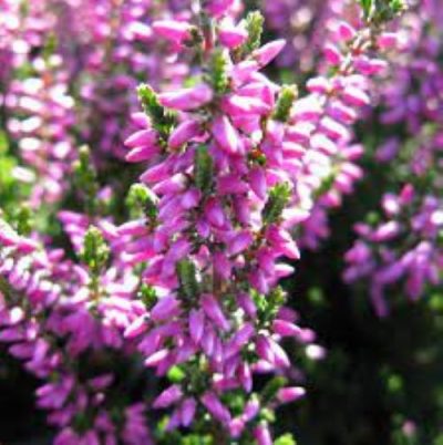 Calluna vulgaris 'Linda'