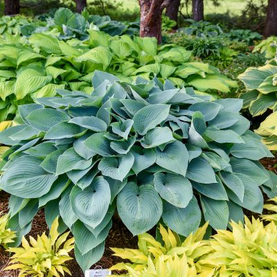 Hosta 'Halcyon'