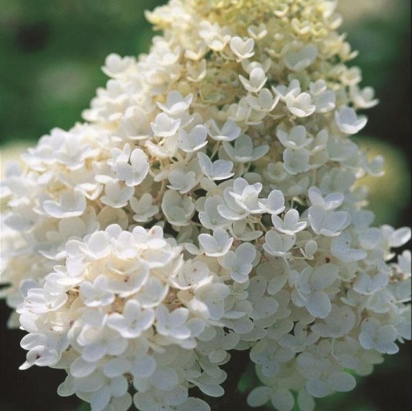 Hydrangea paniculata 'Grandiflora' STD