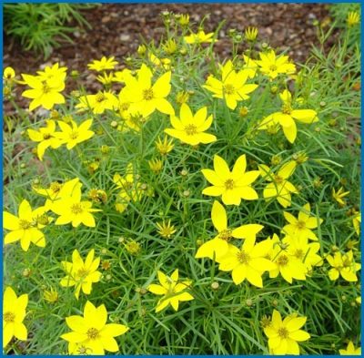 Coreopsis verticillata 'Zagreb'