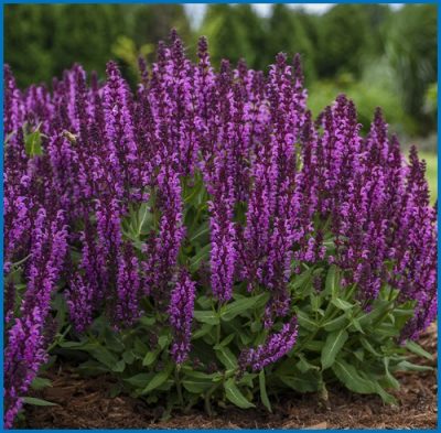 Sauge des bois 'Bumbleberry'