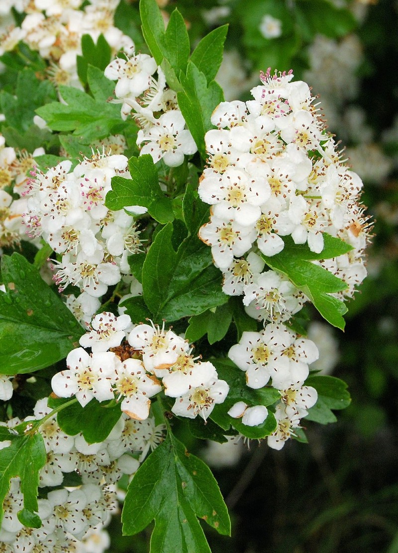 Crataegus crus-galli