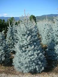 Picea pungens 'Blue Diamond'