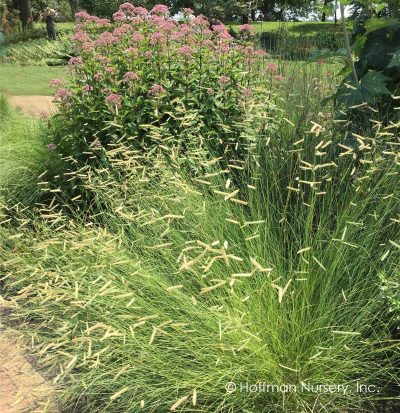 Bouteloua gracilis 'Blonde Ambition'