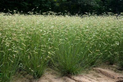 Bouteloua gracilis 'Blonde Ambition'