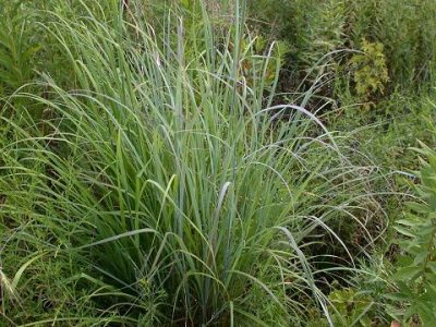 Andropogon gerardii