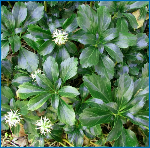 Pachysandra terminalis 'Green Sheene'