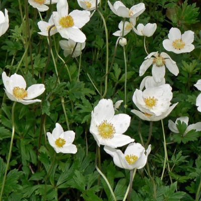 Anemone sylvestris