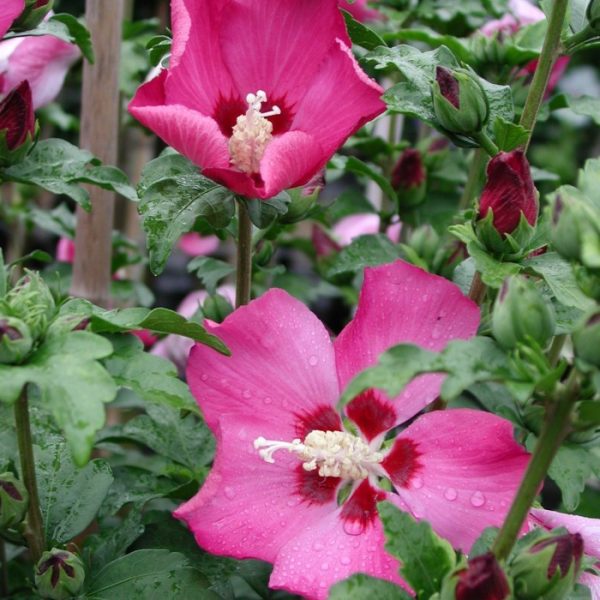 Rose of Sharon