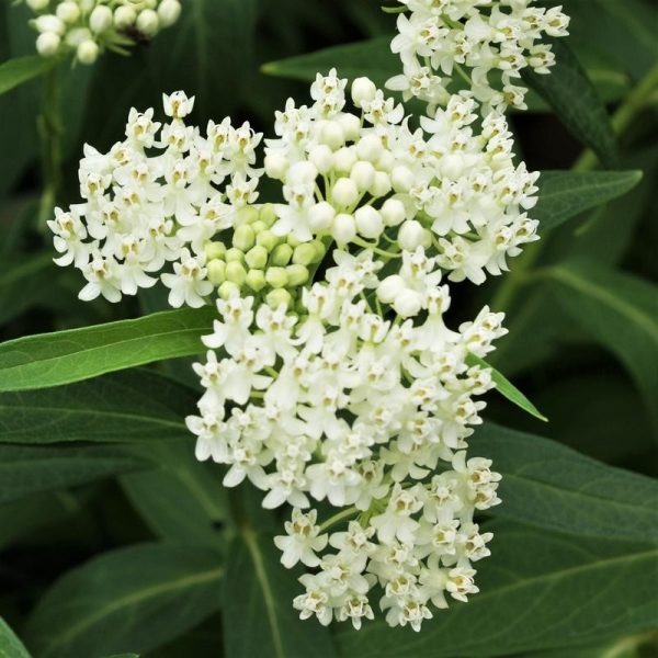 Asclepias incarnata 'Ice Ballet'