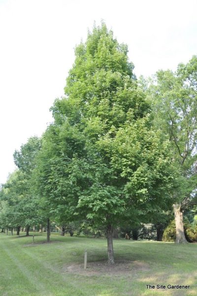 Acer rubrum 'Karpick'