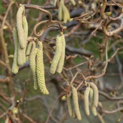 Corkscrew Hazel