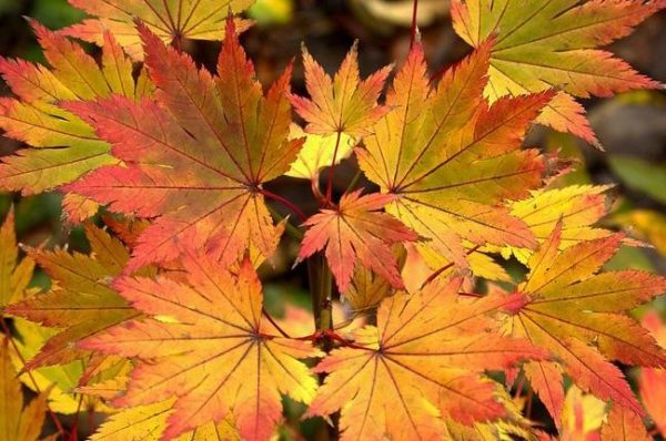 Jordan Full Moon Maple