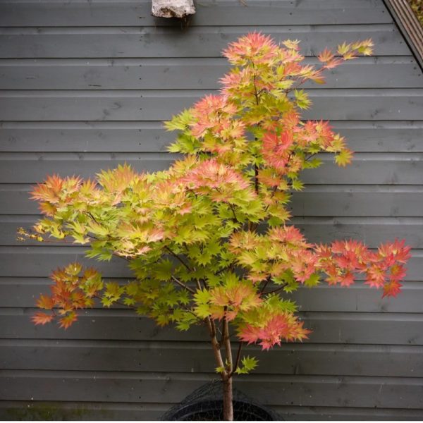 Acer shirasawanum 'Jordan'