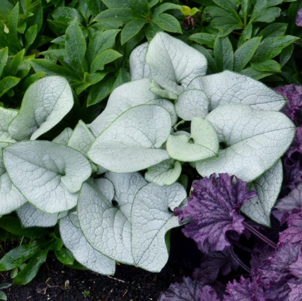 Brunnera macrophylla 'Alexandria'