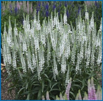 Veronica longifolia 'White Wands'