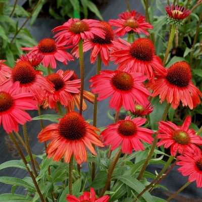 Echinacea purpurea 'Kismet Red'