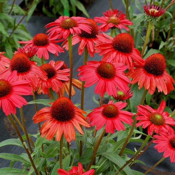 Echinacea purpurea 'Kismet Red'