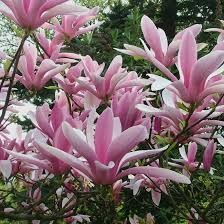 Magnolia 'Betty'