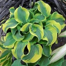 Hosta 'Hot Kiss'