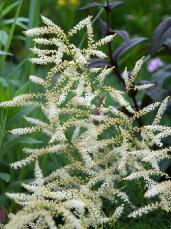 Aruncus dioicus 'Fairy Hair'