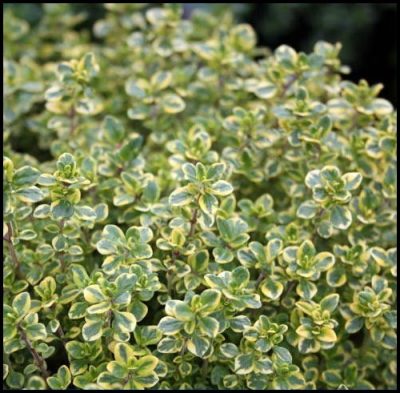 Thymus citriodorus 'Aureus'