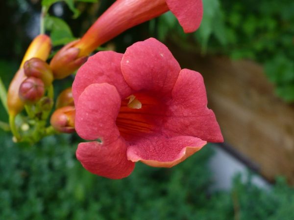 Campsis radicans 'Flamenco'