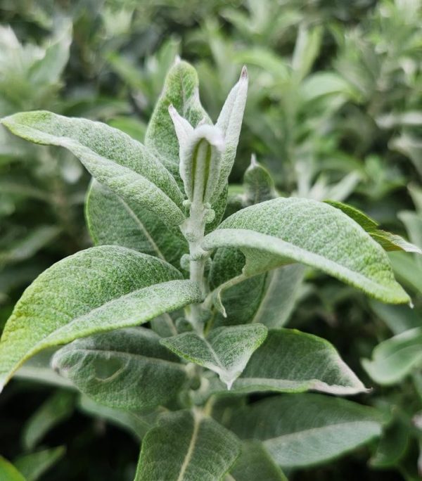 Salix candida 'Iceberg'