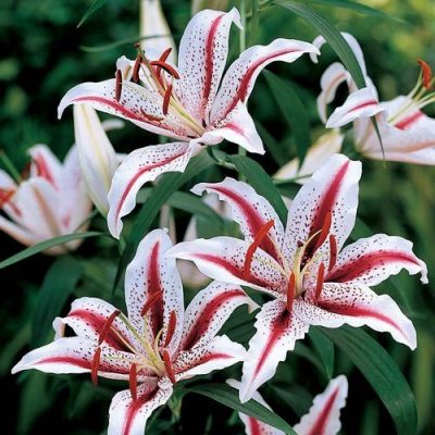 Lilium orientalis 'Dizzy'