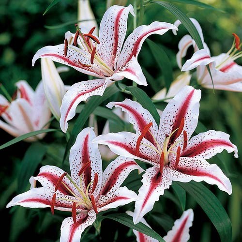 Lilium 'Dizzy'