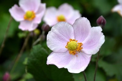 Anémone du Japon 'September Charm'