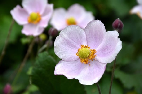 Anémone du Japon 'September Charm'