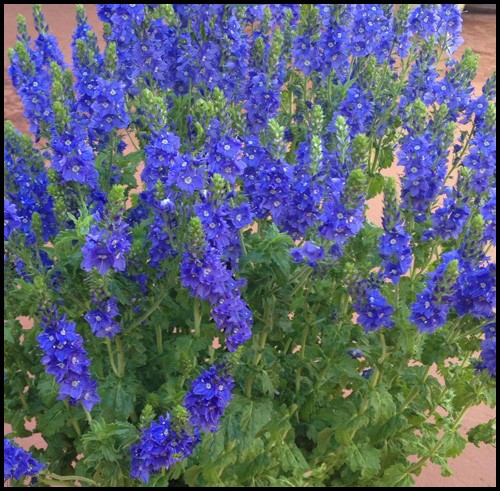 Veronica 'Venice Blue'