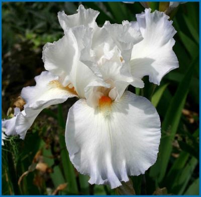 Iris germanica 'Glacier'