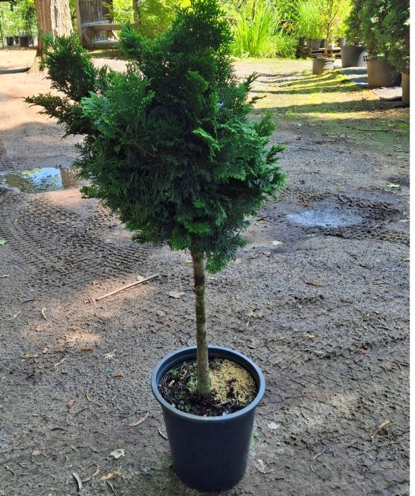 Chamaecyparis obtusa 'Nana Gracilis' STD