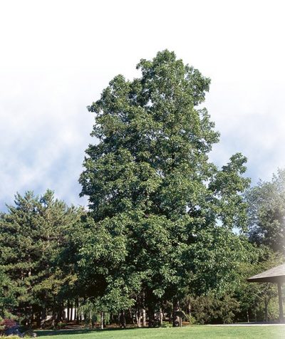 Shagbark Hickory