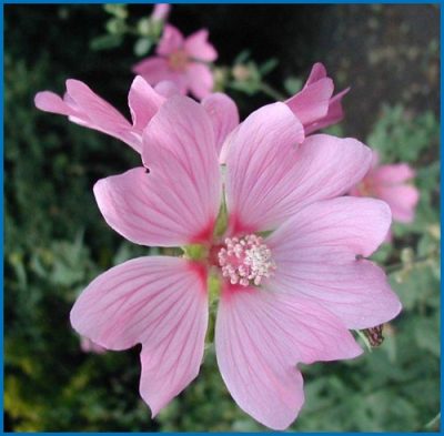 Lavatera thuringiaca