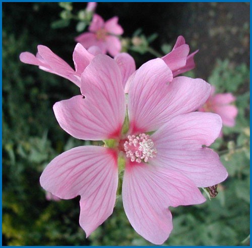 Lavatera thuringiaca