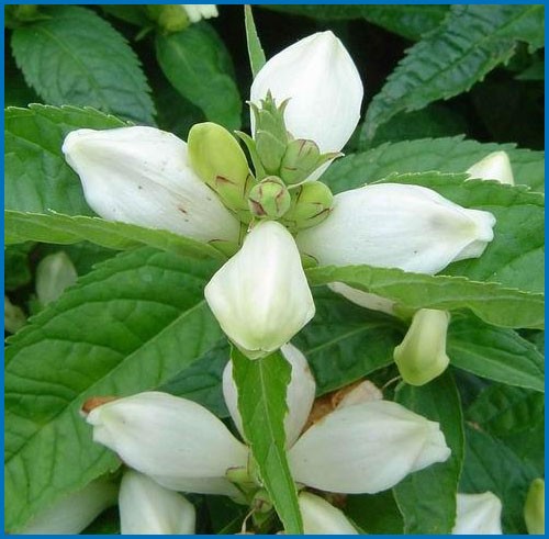 Chelone obliqua 'Alba'
