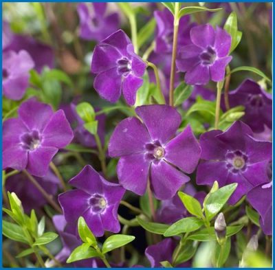 Vinca minor 'Atropurpurea'
