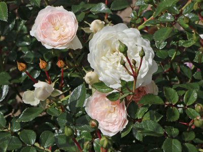 Rosier couvre-sol 'Sea Foam'