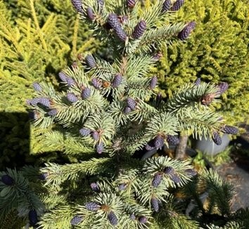 Picea omorika 'White Tops'